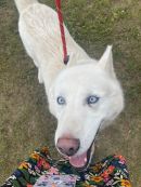 Arctic (Sponsored!)'s profile on Petfinder.com